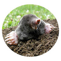 St. James mole & grub control