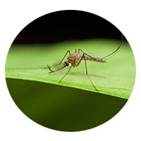 St. James MN mosquito control