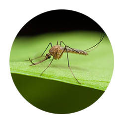 St. James spring touch mosquito control